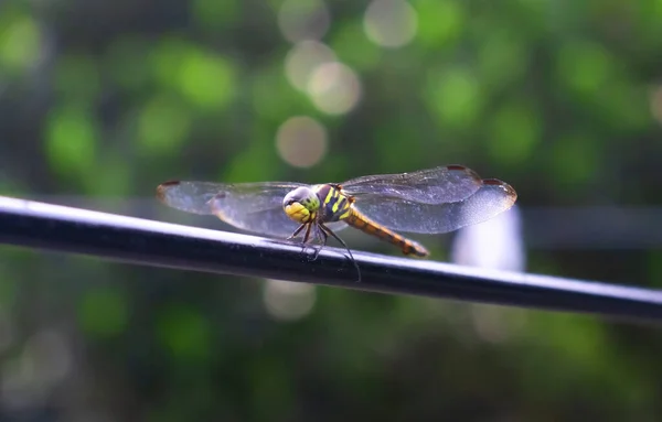 这张照片上是一只充满活力的蜻蜓 优雅地栖息在茂密的花园背后的一根细丝上 — 图库照片