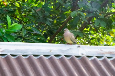 Doğanın huzurunu yakalayan büyüleyici bir görüntü, yüksek görüş açısına zarif bir şekilde tünemiş güzel bir kuşu gösteriyor.. 