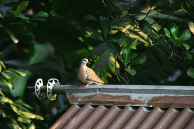 Doğanın huzurunu yakalayan büyüleyici bir görüntü, yüksek görüş açısına zarif bir şekilde tünemiş güzel bir kuşu gösteriyor..