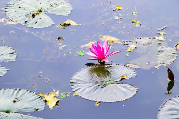 Lotus Rose Vif Démarque Sur Toile Fond Sereine Lac Créant — Photo