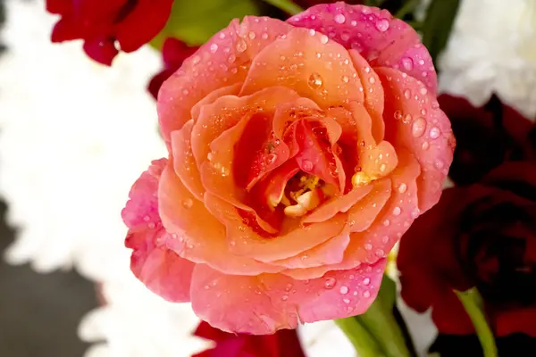 Enfes detaylarla yakalanan bu fotoğraf, parlak su damlacıklarıyla süslenmiş zarif pembe bir gülü gösteriyor. Yumuşak, pembe yapraklar göz kamaştırıcı bir zemin sağlar..