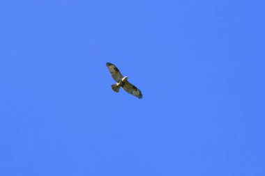 Düşük açılı bir perspektiften çekilen büyüleyici bir görüntü, berrak mavi gökyüzünün engin genişliğinde görkemli bir şekilde süzülen bir kuşu gösteriyor..