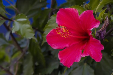 Çarpıcı bir botanik başyapıtı olan kırmızı amber herhangi bir açık alana renk ve zarafet katar. Yemyeşil yaprakları ve büyüleyici kıpkırmızı çiçekleriyle.