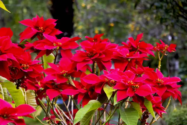 Canlı Poinsettia (Euphorbia pulcherrima) parlak kırmızı frenleriyle bahçeyi süslüyor ve her türlü manzaraya şenlikli zarafet ve mevsimsel cazibe katıyor..