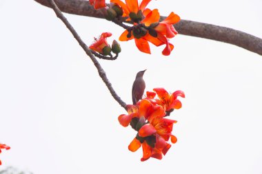 Shimul ağacının canlı çiçekleri arasında, renkli tüy tüneğiyle süslenmiş bir kuş, onun melodik şarkısı sahnenin büyüsünü artırıyor.. 