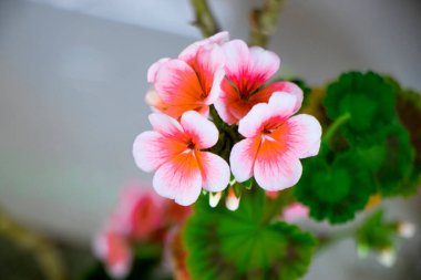 Bahçedeki güzel çiçekler