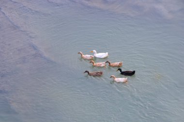 Sirajganj gölündeki ördekler, bangladeş