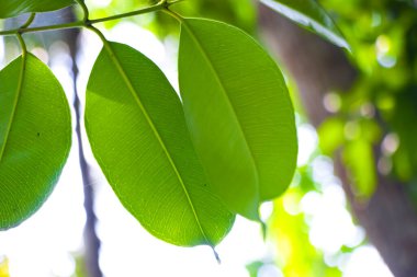 Görüntü, izleyicileri hassas dokuları, canlı renkleri ve doğal dünyanın harikalarına yeni bir perspektif sunarak yeşilliğin zarif hatlarını takdir etmeye davet ediyor.. 