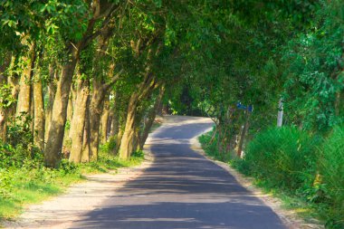 Bangladeş kırsalının dingin güzelliğine dalın bu büyüleyici görüntüyle yemyeşil çimlerin ortasındaki dolambaçlı bir yolu yakalayın..