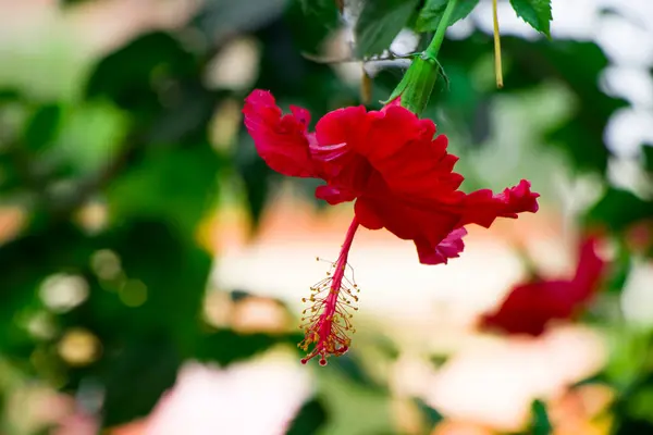 Bu canlı yakın plan, Çinli bir Hibisci Rosae-Sinensis çiçeğinin karmaşık güzelliğini yakalar. Kırmızıdan yumuşak pembelere kadar uzanan çarpıcı renklerle bezenmiş narin taç yaprakları, izleyiciyi çiçeğin kalbine çeker.. 