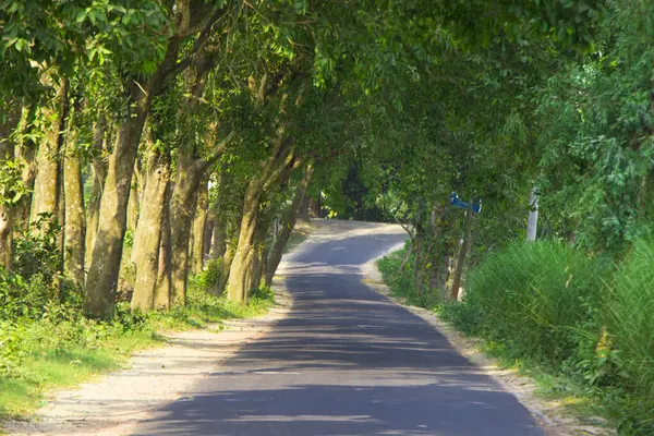 Bangladeş kırsalının dingin güzelliğine dalın bu büyüleyici görüntüyle yemyeşil çimlerin ortasındaki dolambaçlı bir yolu yakalayın..