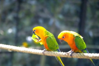 The image showcases the intricate patterns and vivid colors of their plumage, highlighting the unique beauty of these birds. clipart