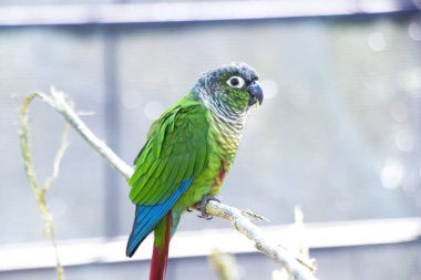 Canlı yeşil bir muhabbet kuşu çarpıcı detaylar içinde canlı tüylerini ve tuhaf ifadesini gözler önüne serer.. 