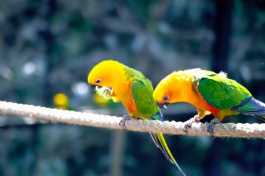 This image features two vibrant green parakeets perched in a park in India, likely captured while they are feeding. The lush greenery of the park provides a natural and picturesque backdrop, highlighting the colorful plumage of the birds.  clipart