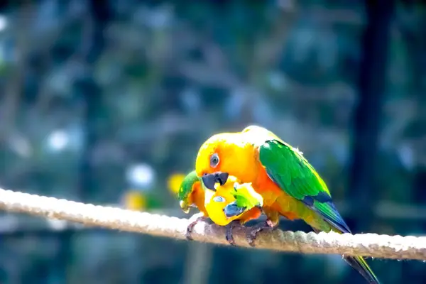 stock image This image features two vibrant green parakeets perched in a park in India, likely captured while they are feeding. The lush greenery of the park provides a natural and picturesque backdrop, highlighting the colorful plumage of the birds. 