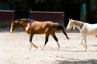 Görüntü, kahverengi ve beyaz atların muhtemelen yemyeşil bir çayırda ya da pastoral bir arazide birlikte yürüdükleri huzurlu bir sahneyi yakalıyor..