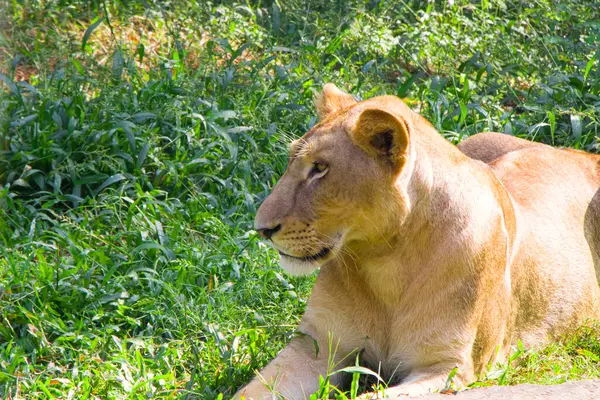 Stock image The lions piercing gaze captures the essence of strength and tranquility, making this image a striking representation of wildlife in its natural habitat.