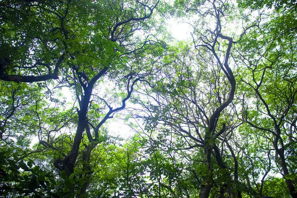 Kendinizi Sylhet, Bangladeş 'in bataklık ormanlarının gür güzelliğine doğanın canlı yeşilliklerinin büyüleyici fotoğrafıyla daldırın.