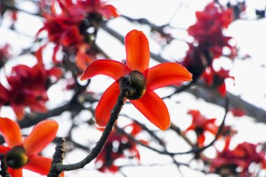 Ağacın büyük, gösterişli çiçekleri çevreleyen yeşilliklerle çarpıcı bir tezat oluşturarak bu yerel çiçekli ağacın güzelliğini vurguluyor.. 