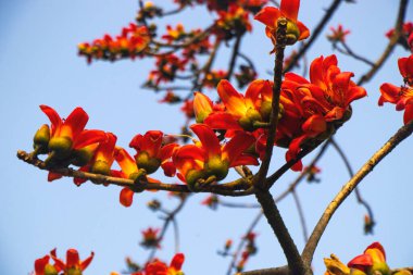 Doğal ortamında ipek pamuk ağacı olarak bilinen Bombax ceiba 'nın çarpıcı bir görüntüsü. Ağacın parlak kırmızı çiçekleri güzel çiçek açarak mavi gökyüzüne ve yeşil yapraklara çarpıcı bir kontrast oluşturur.. 