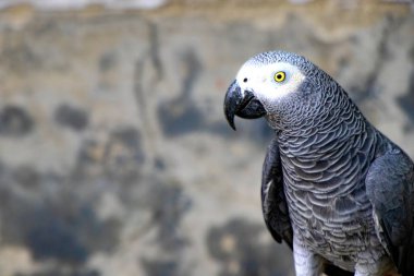 Gri bir papağanın tüylü detaylarını ve anlamlı gözlerini gösteren çarpıcı bir yakın çekim görüntüsü..