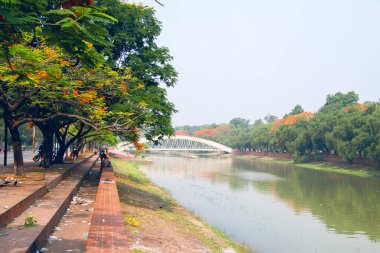 Canlı bir Krisnachura (Delonix regia) çiçeği Bangladeş 'in Dhaka kentindeki Zia Uddan caddesinde güzel bir şekilde çiçek açıyor..