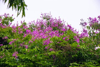 Dhaka, Bangladeş 'in göbeğinde açan canlı pembe bir çiçek, gün ışığında yakalanır..