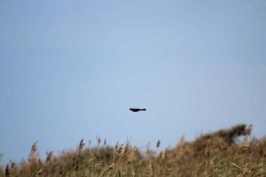 Kuş doğada uçar..