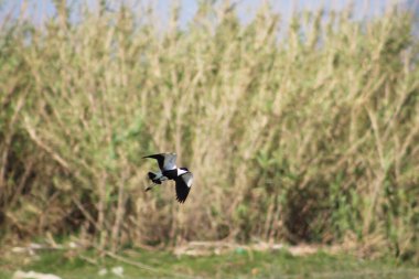 Kanatlı kanatlı laparoskopi ya da kanatlı yağmurkuşu ya da Orontes Nehri 'nde uçan Vanellus spinosus kuşu..