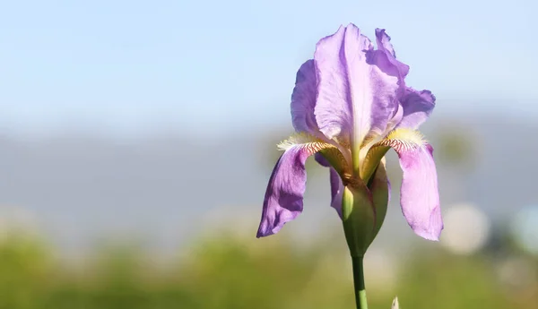 Blå Iris Germanica Eller Skäggig Iris Blomma Naturlig Bakgrund Anlagd — Stockfoto