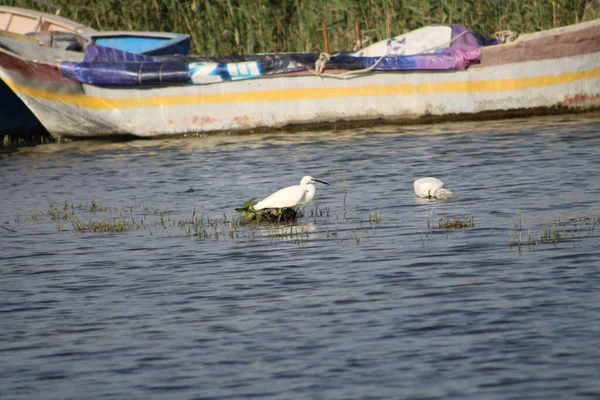 在Asi河或Orontes河的渔船和塑料废瓶附近觅食的小白鹭 世界环境日概念概念 — 图库照片