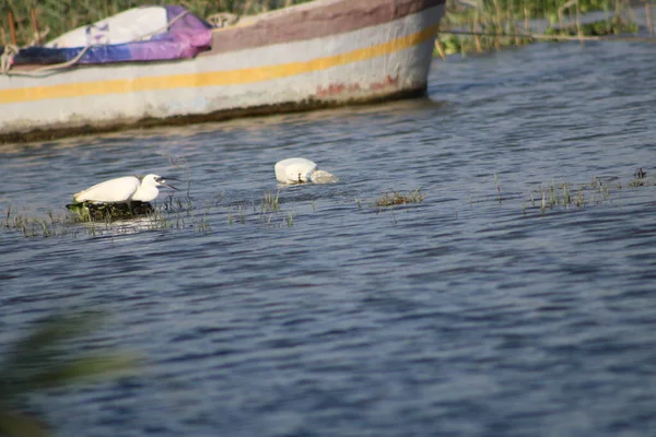 在Asi河或Orontes河的渔船和塑料废瓶附近觅食的小白鹭 世界环境日概念概念 — 图库照片