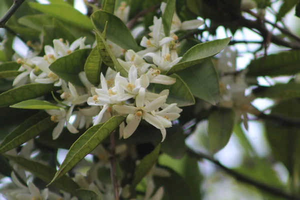 Blühen Orangenbaum Obstgarten Aus Nächster Nähe Selektiver Fokus Auf Weiße Stockbild