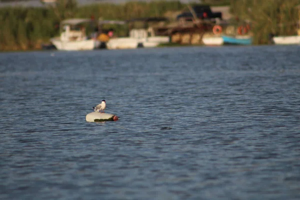 地中海の真ん中に投げられたプラスチックボトルの上に一般的なターンレスト 鳥の羽にビニール袋が取り付けられています 世界環境デー — ストック写真