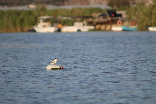 地中海の真ん中に投げられたプラスチックボトルの上に一般的なターンレスト 鳥の羽にビニール袋が取り付けられています 世界環境デー — ストック写真
