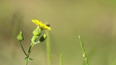Üzerinde böcek olan sarı bir çiçek var..
