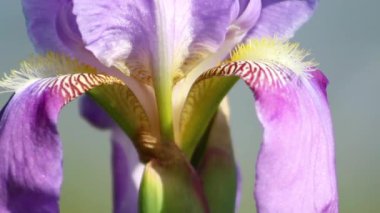 Mavi iris germanica ya da bahçe bahçesindeki doğal arka planda sakallı iris çiçeği. Kapat..