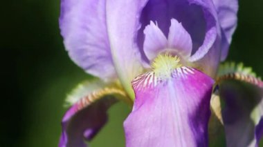 Mavi iris germanica ya da bahçe bahçesindeki doğal arka planda sakallı iris çiçeği. Kapat..