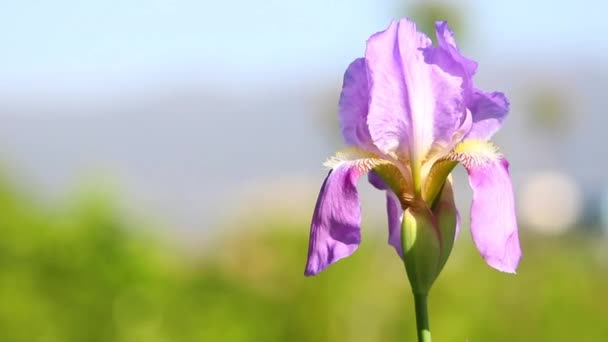 园林绿化中自然背景上的蓝色日耳曼花或长胡子的虹膜花 有选择的重点 你的课本有地方放 — 图库视频影像