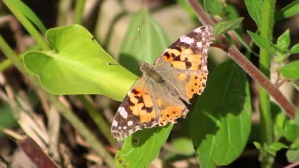 Pillangó Vanessa Cardui Vagy Festett Hölgy Természetben Nyári Vagy Tavaszi — Stock videók
