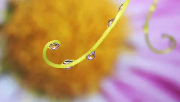 Гілка Краплями Роси Або Дощу Квітковим Відбиттям Макросу Який Ніжний — стокове фото