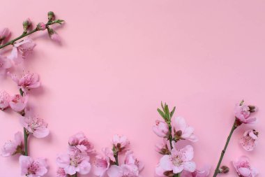 Bahar fikri. Çiçek ağacı dalları pembe arka planda izole edilmiş. Çerçeve gibi şekillenmiş pembe nektarin çiçeğinin üst görünümü metin için boşluk ile.