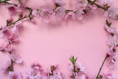 Bahar fikri. Çiçek ağacı dalları pembe arka planda izole edilmiş. Çerçeve gibi şekillenmiş pembe nektarin çiçeğinin üst görünümü metin için boşluk ile.