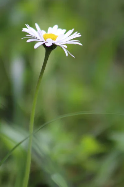 Weiße Gänseblümchenblümchen Der Natur — Stockfoto