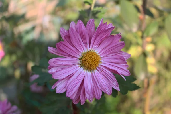 Růžová Gerbera Květina Zahradě — Stock fotografie