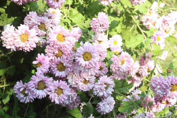 Härdig Trädgård Mamma Krysantemum Morifolium Rosa Blomma Trädgården Solnedgången — Stockfoto
