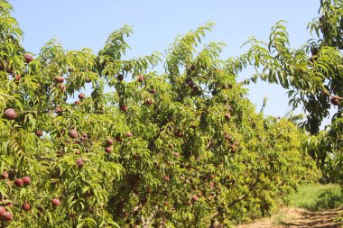 Meyve bahçesindeki ağaçlarda olgun şeftaliler.