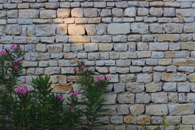 Taş duvarın önünde çiçek açan pembe çiçekler ve metin için yer var.. 