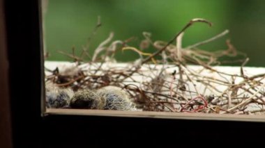 İki gülen güvercin (Spilopelia senegalensis) yuvada yuvada anneleri tarafından beslenmeyi bekliyor..