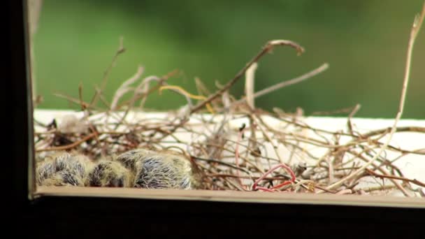 Zwei Lachende Tauben Spilopelia Senegalensis Nest Fenster Warten Auf Die — Stockvideo